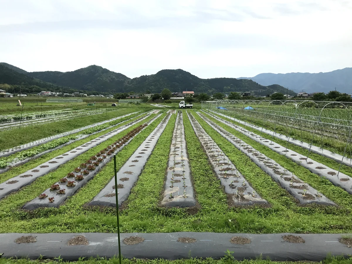 丹波の里山に囲まれたことのはファームの畑
