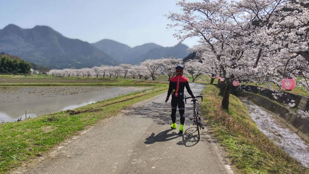 丹波の桜並木で自転車と過ごすよっしー