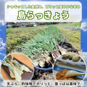 島らっきょう 500g / 1kg / 1.5kg / 2kg (送料込み)