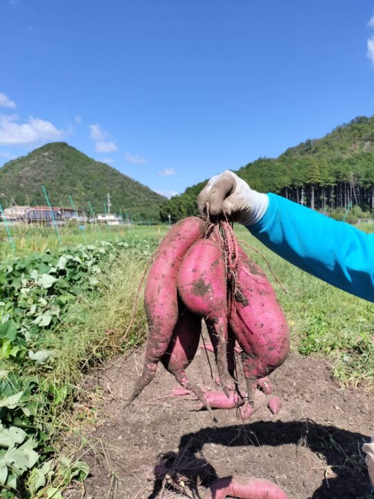 ねっとりあま~いさつまいも:紅はるか 3キロ (送料無料) - 画像 (4)