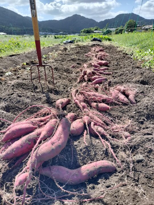 ねっとりあま~いさつまいも:紅はるか 3キロ (送料無料) - 画像 (3)