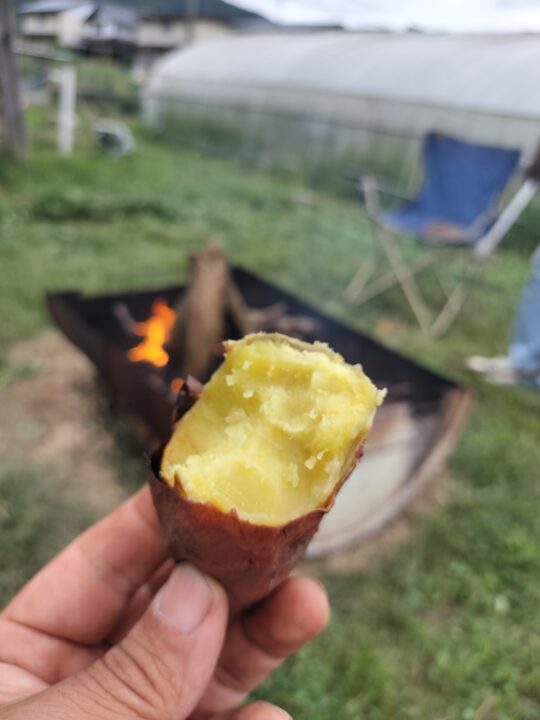 ねっとりあま~いさつまいも:紅はるか 3キロ (送料無料) - 画像 (2)