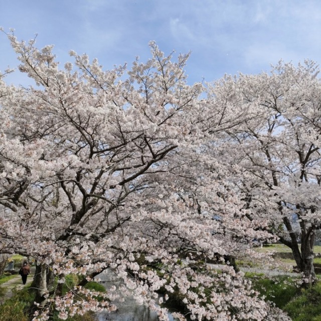 【クラファン支援者限定優待チケット】4/6(日) 春爛漫！田舎でリフレッシュ～お花見ランとBBQの休日～ - 画像 (3)