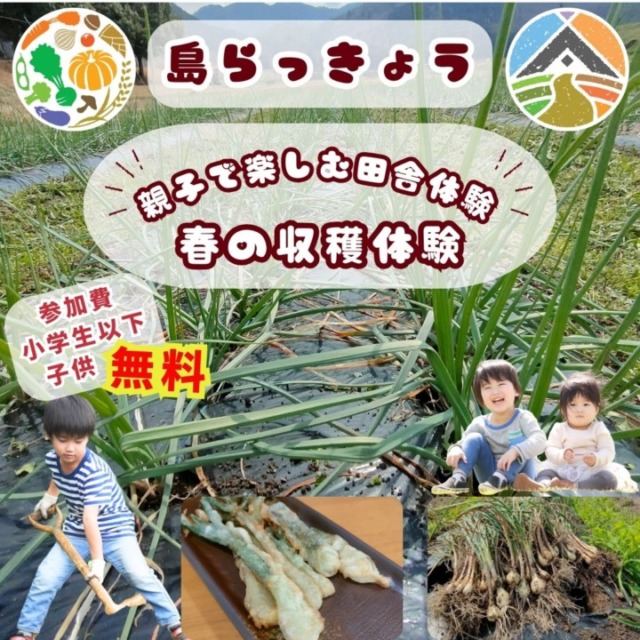 【親子で楽しむ田舎体験】春の収穫体験～島らっきょう～