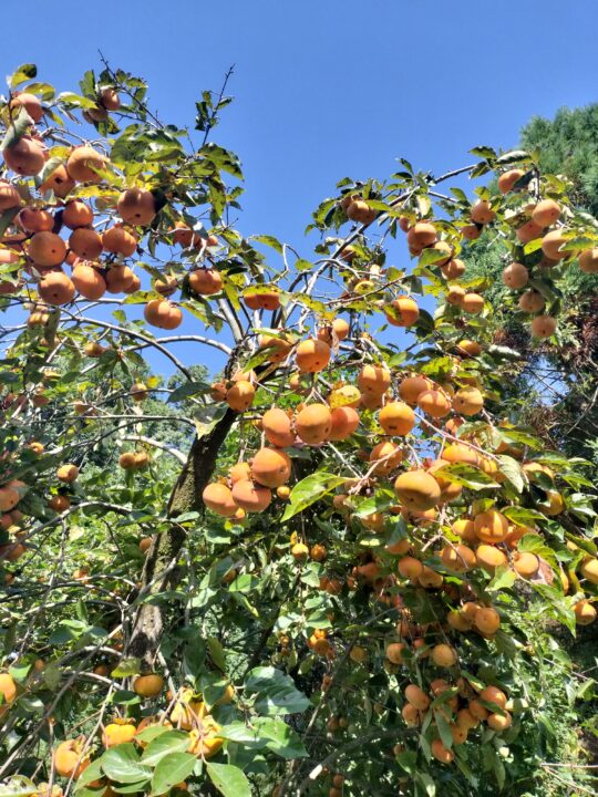 昔ながらの田舎の柿(あま〜い柿 1.5キロ) (送料無料) - 画像 (4)