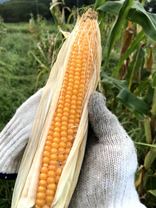 楽しいコトが好きな人専用:爆発前ポップコーン(乾燥とうもろこし) 100g(送料無料) - 画像 (4)