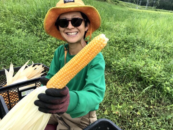 楽しいコトが好きな人専用:爆発前ポップコーン(乾燥とうもろこし) 100g(送料無料) - 画像 (5)