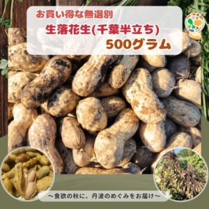 生落花生（品種：千葉半立ち）お買い得な無選別 500g (送料無料)