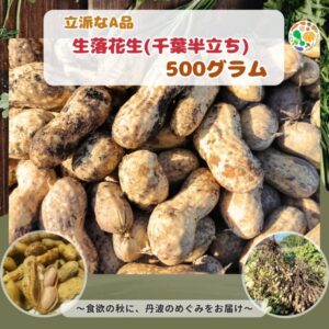 生落花生（品種：千葉半立ち）立派なA品 500g (送料無料)