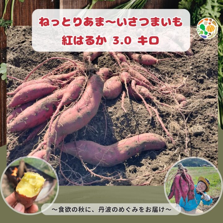 ねっとりあま~いさつまいも:紅はるか 3キロ (送料無料)