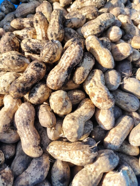 生落花生(品種:千葉半立ち)立派なA品 500g (送料無料) - 画像 (3)