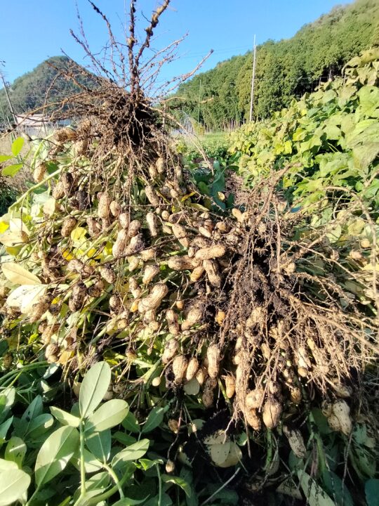 生落花生(品種:千葉半立ち)立派なA品 500g (送料無料) - 画像 (2)